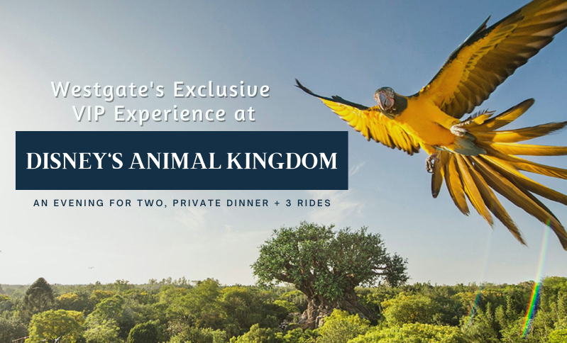 Go behind the scenes at Disney's Animal Kingdom + 3 nights at Westgate